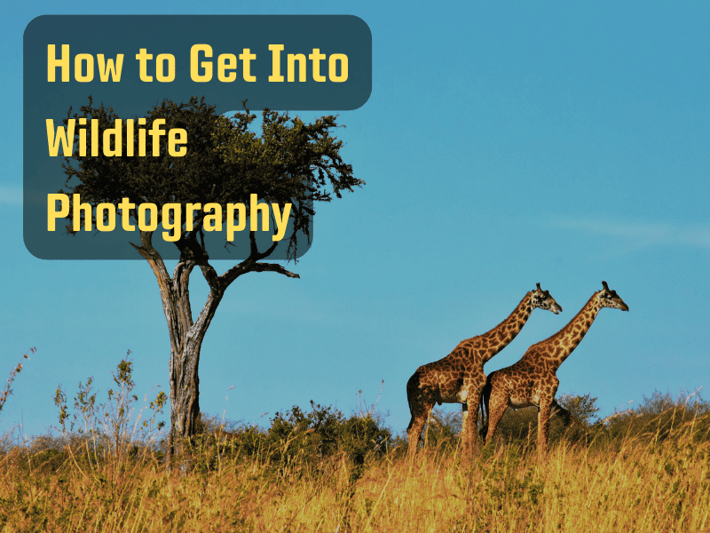 2 giraffes and a tree with the heading "How to Get Into Wildlife Photography"